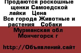 Продаются роскошные щенки Самоедской лайки › Цена ­ 40 000 - Все города Животные и растения » Собаки   . Мурманская обл.,Мончегорск г.